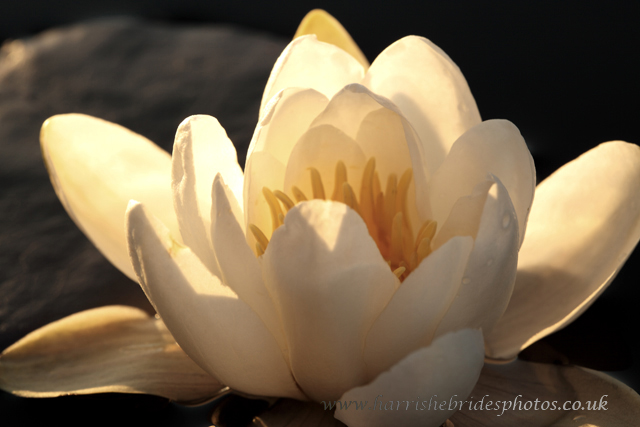 Gallery of images with albums/Flowers of the Hebrides as the main theme